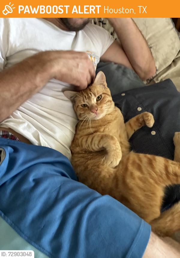 Found/Stray Male Cat last seen James Lee Park on Pitner , Houston, TX 77080