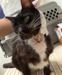 Shelter Stray Male Cat last seen Near BLOCK EARLENE AVE, BAKERSFIELD CA 93304, Bakersfield, CA 93308