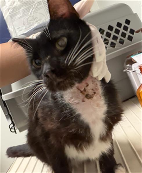 Shelter Stray Male Cat last seen Near BLOCK EARLENE AVE, BAKERSFIELD CA 93304, Bakersfield, CA 93308