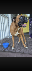 Found/Stray Male Dog last seen Tremont Baptist church , Chattanooga, TN 37405