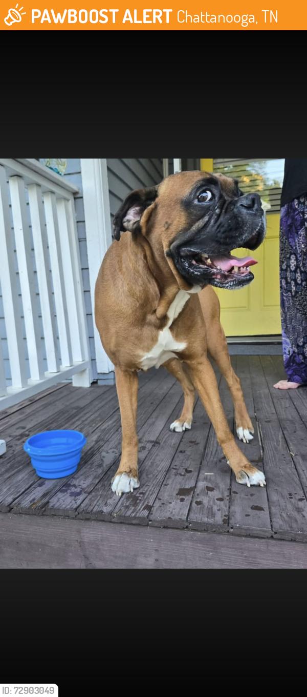 Found/Stray Male Dog last seen Tremont Baptist church , Chattanooga, TN 37405
