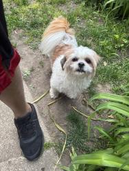 Reunited Unknown Dog last seen By golden gate was with another dog , Chicago, IL 60827