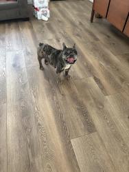 Reunited Female Dog last seen Ramona , Apple Valley, CA 92395