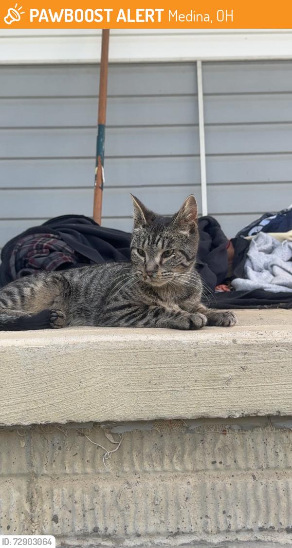 Found/Stray Male Cat last seen Vandermark Rd, Avon Lake Rd, Medina, OH 44256