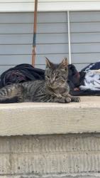 Found/Stray Male Cat last seen Vandermark Rd, Avon Lake Rd, Medina, OH 44256