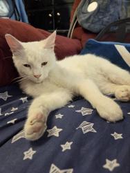 Lost Male Cat last seen Near victory school, Stockton, CA 95203