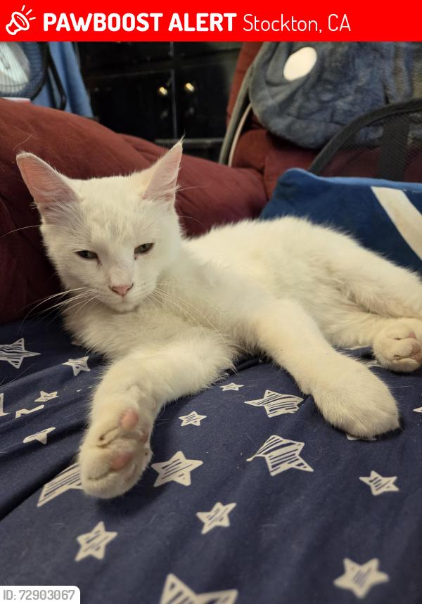 Lost Male Cat last seen Near victory school, Stockton, CA 95203