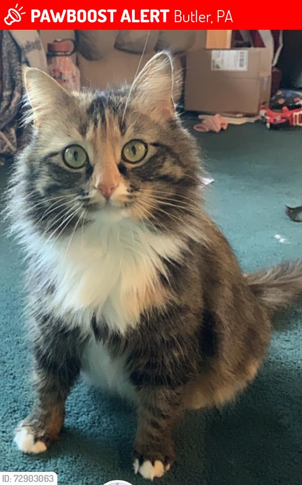 Lost Female Cat last seen Large farming area, Butler, PA 16002