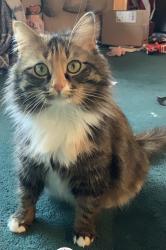 Lost Female Cat last seen Large farming area, Butler, PA 16002