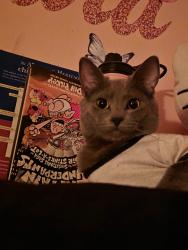 Reunited Male Cat last seen Near Global court , Richmond, VA 23234