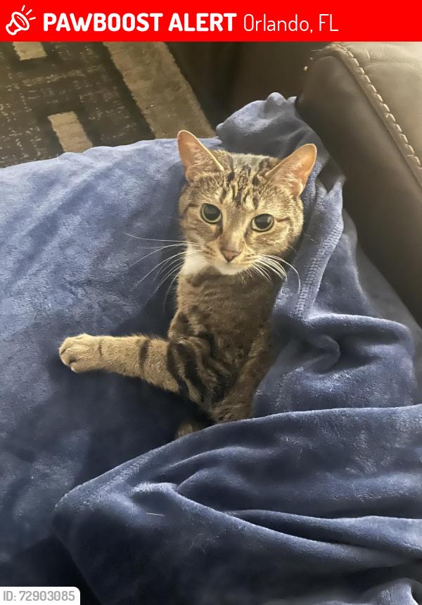 Lost Female Cat last seen Springwell loop in bay lake preserve, Orlando, FL 32808