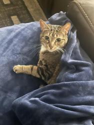 Lost Female Cat last seen Springwell loop in bay lake preserve , Orlando, FL 32808