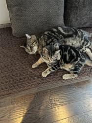Reunited Male Cat last seen New Mountain road/King Street East, Hamilton, ON L8G 2W2