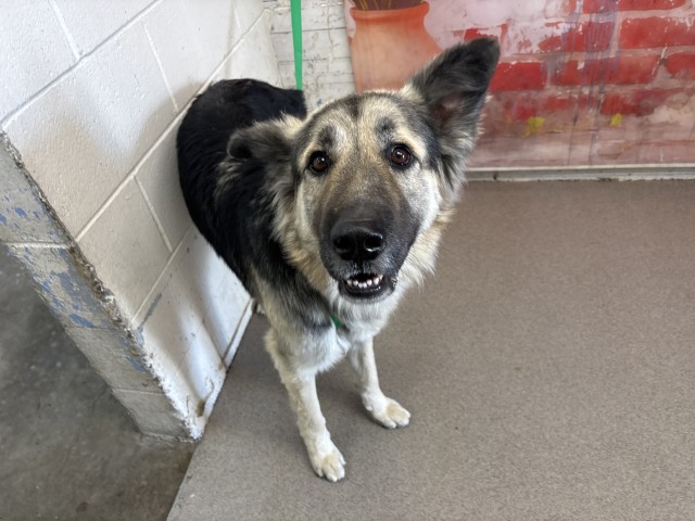 Shelter Stray Male Dog last seen CANYON CREST AND CHERRY AVE, San Bernardino, CA 92401