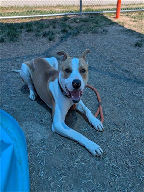Shelter Stray Male Dog last seen Near BLOCK HEAFER RD, Watterson Park, KY 40218