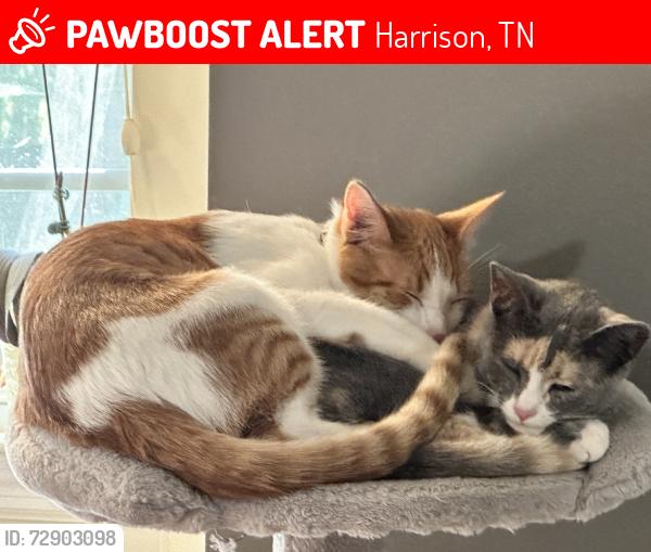 Lost Male Cat last seen Condra Dr., Harrison, TN 37341