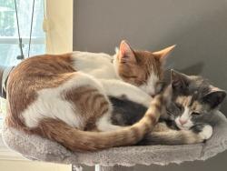 Lost Male Cat last seen Condra Dr., Harrison, TN 37341
