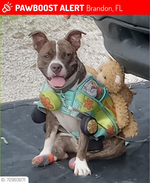 Lost Male Dog last seen Somewhere in Brandon, Brandon, FL 33510