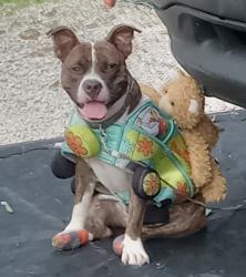 Lost Male Dog last seen Somewhere in Brandon, Brandon, FL 33510