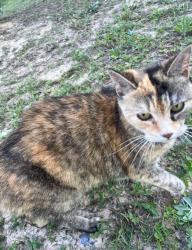 Found/Stray Female Cat last seen Maples street, Crestview, FL 32536