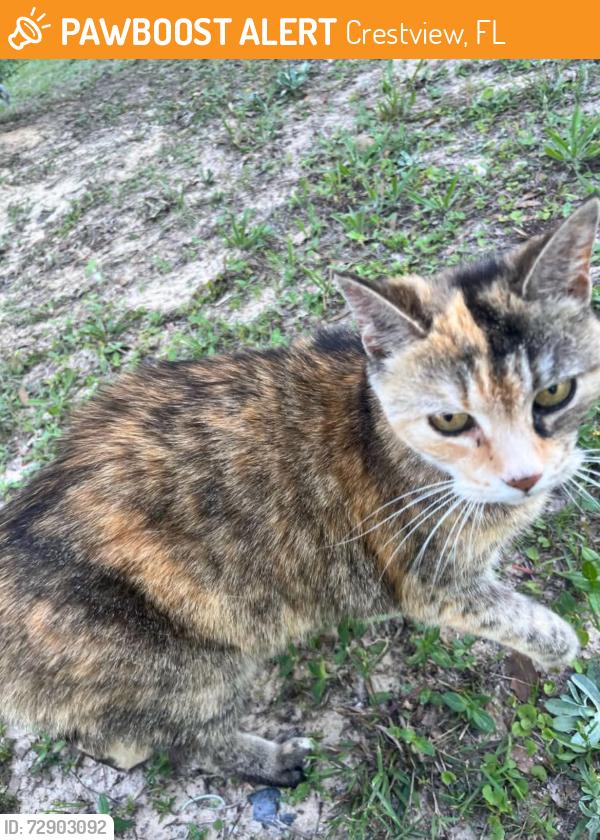 Found/Stray Female Cat last seen Maples street, Crestview, FL 32536
