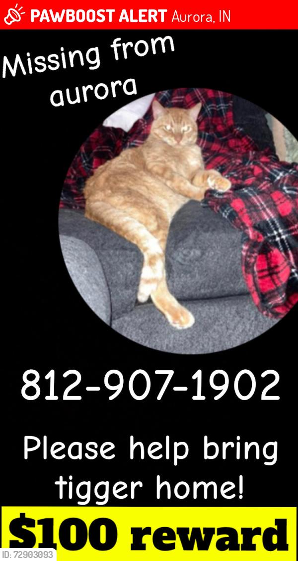 Lost Male Cat last seen Casket company, Aurora, IN 47001