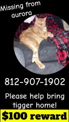 Lost Male Cat last seen Casket company, Aurora, IN 47001