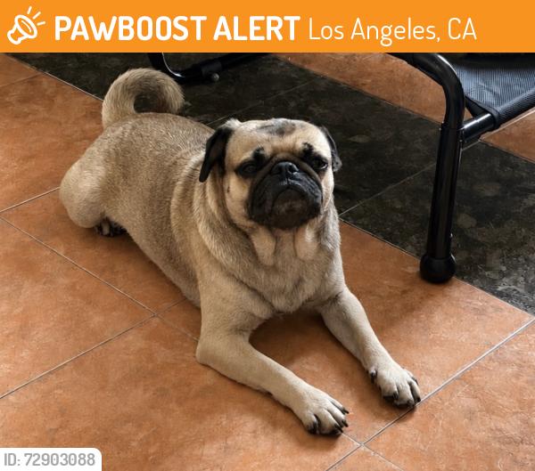 Found/Stray Male Dog last seen 8th St and Central, Los Angeles, CA 90021