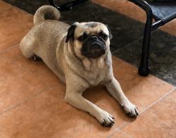 Found/Stray Male Dog last seen 8th St and Central, Los Angeles, CA 90021