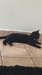 Lost Male Cat last seen Near Regency park blvd , Port Richey, FL 34668