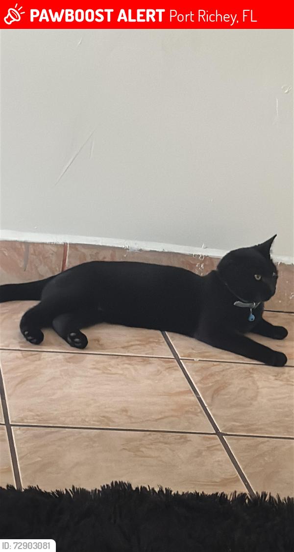 Lost Male Cat last seen Near Regency park blvd , Port Richey, FL 34668