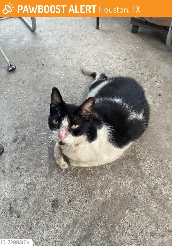 Found/Stray Female Cat last seen Oak tree, Houston, TX 77055