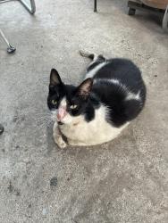 Found/Stray Female Cat last seen Oak tree, Houston, TX 77055