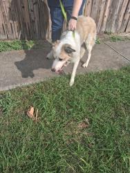 Found/Stray Female Dog last seen O'Connor and Larkdale , San Antonio, TX 78233