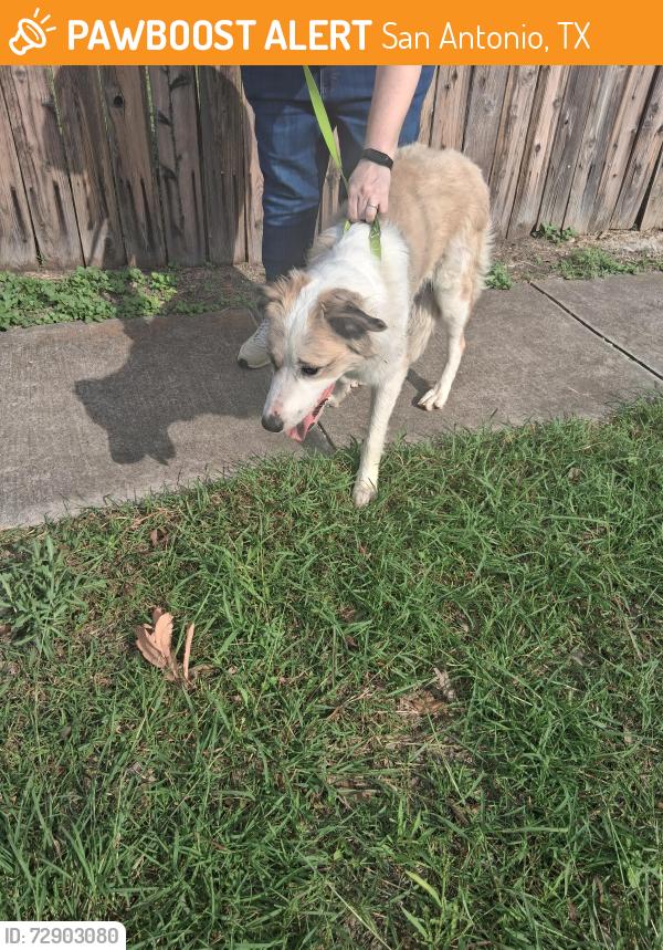 Found/Stray Female Dog last seen O'Connor and Larkdale , San Antonio, TX 78233