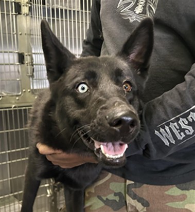 Shelter Stray Female Dog last seen , Los Angeles, CA 90047
