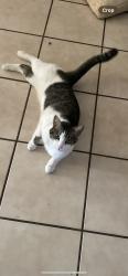 Lost Female Cat last seen E University dr and Lindsay, Mesa, AZ 85213