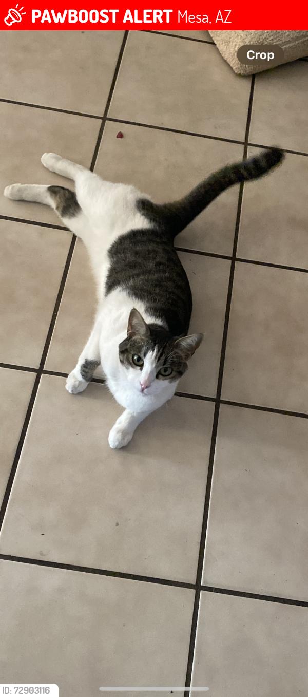 Lost Female Cat last seen E University dr and Lindsay, Mesa, AZ 85213