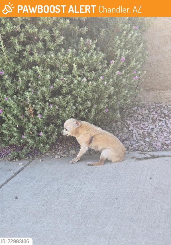 Found/Stray Male Dog last seen S Alma School & Willis, Chandler, AZ 85286