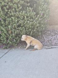 Found/Stray Male Dog last seen S Alma School & Willis, Chandler, AZ 85286