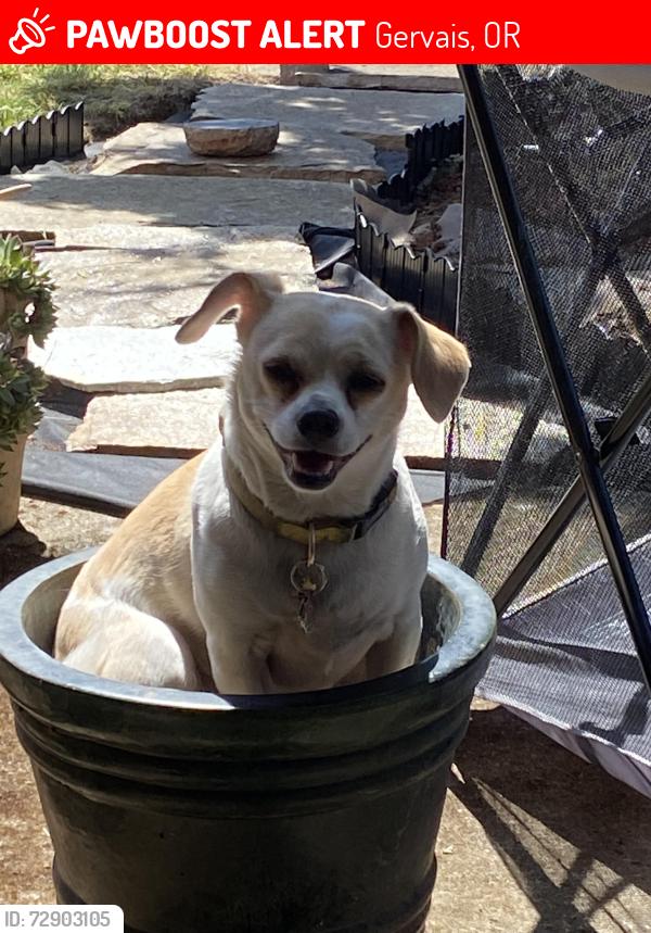 Lost Female Dog last seen Hwy 99 & Douglas ave me, Gervais, OR 97026