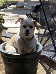 Lost Female Dog last seen Hwy 99 & Douglas ave me, Gervais, OR 97026