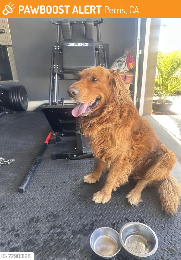 Found/Stray Male Dog last seen Willowbend neighborhood, Perris, CA 92571