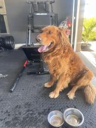 Found/Stray Male Dog last seen Willowbend neighborhood, Perris, CA 92571