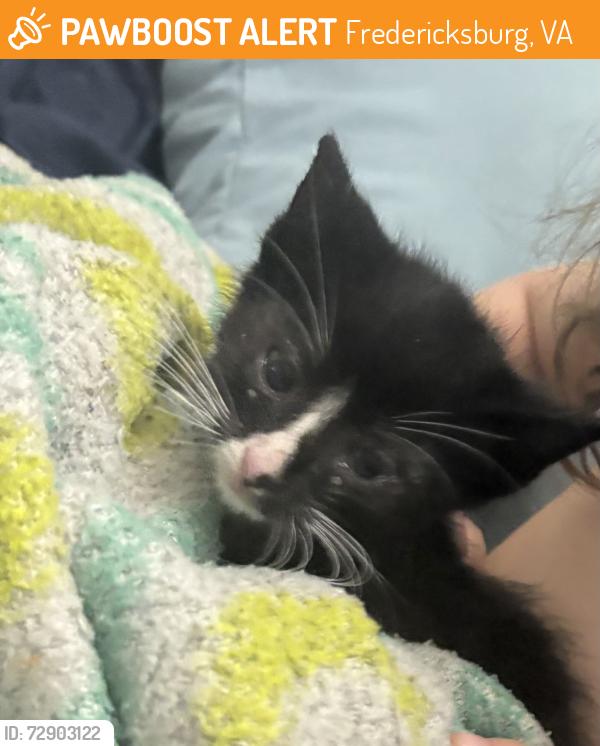 Found/Stray Unknown Cat last seen Patriot hwy baker ln, Fredericksburg, VA 22408
