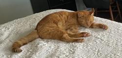Lost Male Cat last seen St-Croix Ave, Cocoa Beach, Cocoa Beach, FL 32931