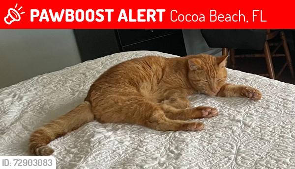 Lost Male Cat last seen St-Croix Ave, Cocoa Beach, Cocoa Beach, FL 32931