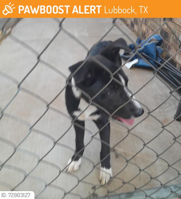 Found/Stray Female Dog last seen 4th and hyden ave., Lubbock, TX 79416