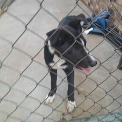 Found/Stray Female Dog last seen 4th and hyden ave., Lubbock, TX 79416