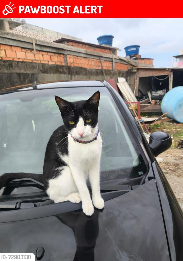 Lost Male Cat last seen Servidão Manoel pacífico da Silva , Ingleses do Rio Vermelho, SC 88058-072